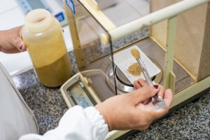 Imagem da notícia - Pesquisa desenvolve melhoramento genético para contribuir na qualidade de sementes e frutos amazônicos