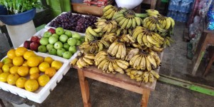 Imagem da notícia - Governo do Amazonas apoia pesquisa sobre as potencialidades da fruticultura no Alto Solimões