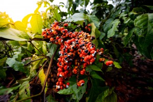 Imagem da notícia - Governo do Amazonas apoia atualizações do Banco Ativo de Guaraná, da Embrapa Amazônia Ocidental