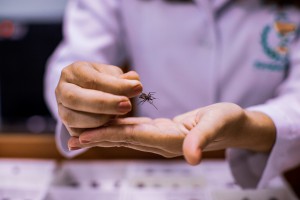 Imagem da notícia - Apoiado pelo Governo do Amazonas, estudo analisa casos de doença de Chagas no estado