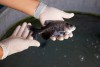 FAPEAM-PESQUISADOR - JONY KOJI - RAÇÃO PEIXE - AMAZONAS ESTRATÉGICO -  FOTOS ÉRICO XAVIER - FAPEAM (3)