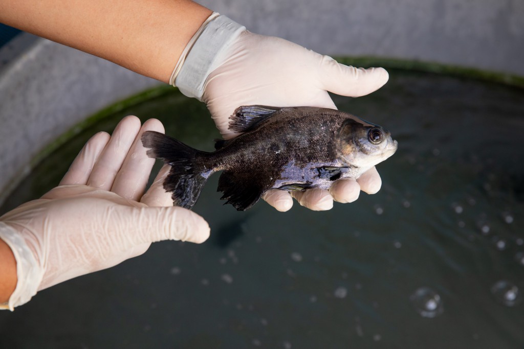 FAPEAM-PESQUISADOR - JONY KOJI - RAÇÃO PEIXE - AMAZONAS ESTRATÉGICO -  FOTOS ÉRICO XAVIER - FAPEAM (3)