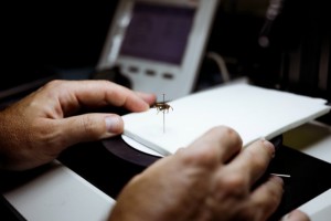 Imagem da notícia - Pesquisa apoiada pelo Governo do Amazonas identifica e classifica espécies de cabas encontradas na região amazônica
