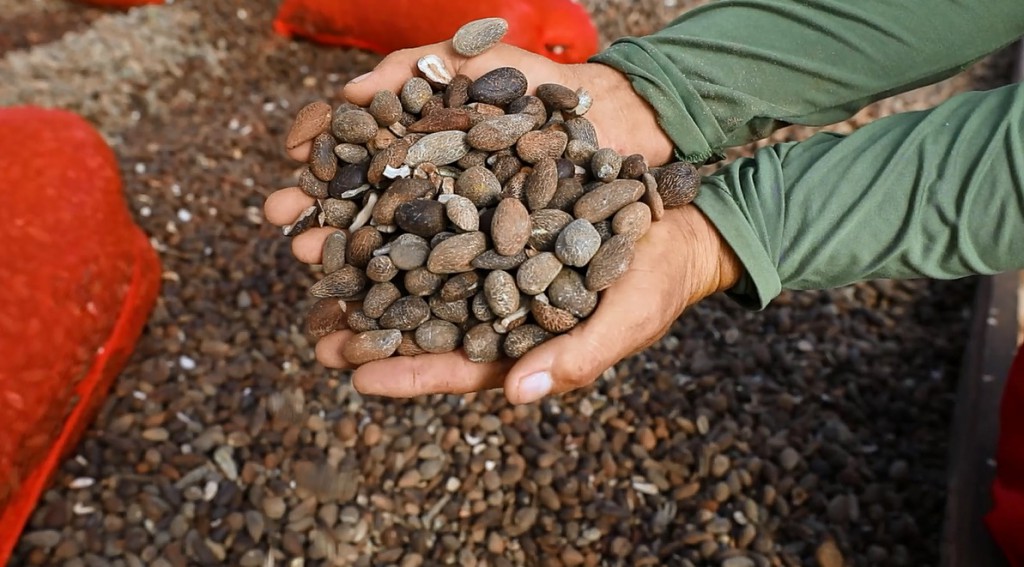 FAPEAM-Documentários visibilizam negócios sustentáveis geridos por comunidades tradicionais do interior do Amazonas -Foto-Arquivo pessoal do pesquisador Tiago Jacaúna (7)
