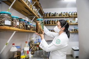 Imagem da notícia - Com apoio do Governo do Amazonas, estudo analisa perfil clínico inflamatório de pacientes envenenados por picada de cobra