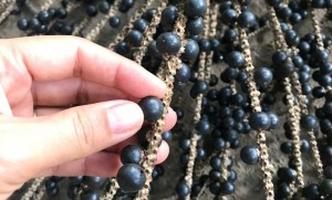 Imagem da notícia - Com o apoio do Governo do Estado, pesquisa analisa espécies de açaí encontradas na Amazônia