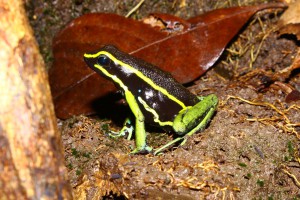 Imagem da notícia - Pesquisa obtém dados biológicos de espécies da flora e fauna amazônica em projeto apoiado pelo Governo do Estado
