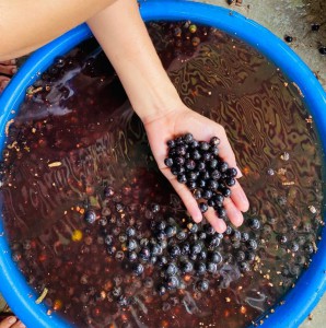 Imagem da notícia - Com apoio do Governo do Amazonas, pesquisa analisa as dificuldades dos produtores e comerciantes do açaí
