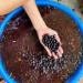 FAPEAM_AÇAÍ_Acervo da Pesquisadora (4).jpeg 2