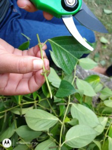 Imagem da notícia - Pesquisa extrai óleo essencial de planta Amazônica com potencial para uso na indústria