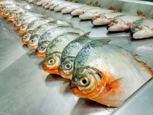 Imagem da notícia - Com apoio do Governo do Amazonas, pesquisa registra a presença de plástico no trato gastrointestinal de peixes