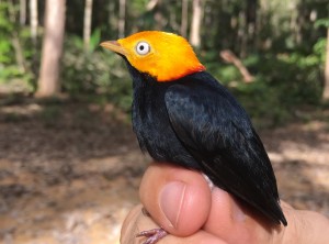 Imagem da notícia - Pesquisa considera manejo florestal sustentável como alternativa viável para a conservação da biodiversidade