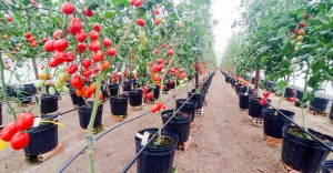 Imagem da notícia - Pesquisa apoiada pelo Governo do AM aplica sistema tecnológico no cultivo de hortaliças e tomates