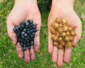 Imagem da notícia - Biocarvão é alternativa sustentável para fertilidade de solos amazônicos, aponta pesquisa apoiada pelo Governo do Amazonas
