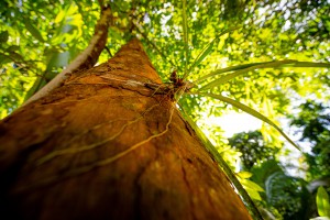 Imagem da notícia - Governo do Amazonas investe em CT&I, via Fapeam, para preservar e desenvolver a Amazônia