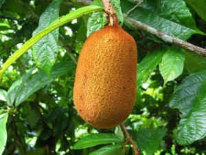 Imagem da notícia - Dia da Natureza: sustentabilidade e equilíbrio ambiental são focos de pesquisa sobre Biocarvão de cascas de cupuaçu apoiada pelo Governo do Amazonas