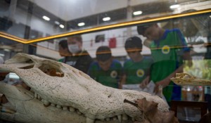 Imagem da notícia - Apoiada pelo Governo do Amazonas, exposição apresenta o acervo científico do Instituto Mamirauá