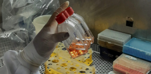 Imagem da notícia - Estudo analisa bioativos naturais como alternativa mais eficaz e menos invasiva no tratamento do câncer