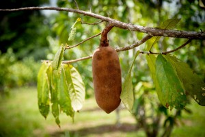 Imagem da notícia - Com apoio do Governo do Amazonas, pesquisa incentiva o cultivo em consórcio de frutas amazônicas