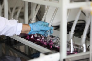 Imagem da notícia - Fapeam divulga resultado final de editais para formação de recursos humanos e mobilidade técnico-científica