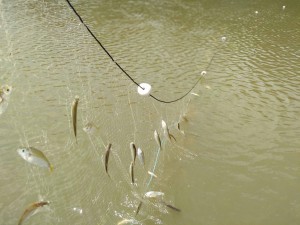 Imagem da notícia - Pesquisa constata que eventos hidrológicos afetam rotina de vida dos peixes amazônicos