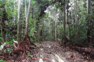 Imagem da notícia - Pesquisa apoiada pelo Governo do Amazonas analisa a importância e os impactos do manejo florestal sustentável