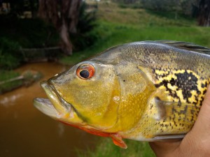 Imagem da notícia - Pesquisa apoiada pelo Governo do Amazonas analisa adaptação de peixe ao ecossistema aquático de Balbina