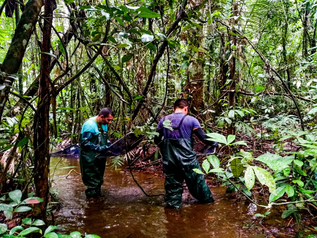 FAPEAM- Pesquisa analisa saúde de peixes e tartarugas em ambientes aquáticos da Amazônia - Fotos Lidia Aguiar da Silva _