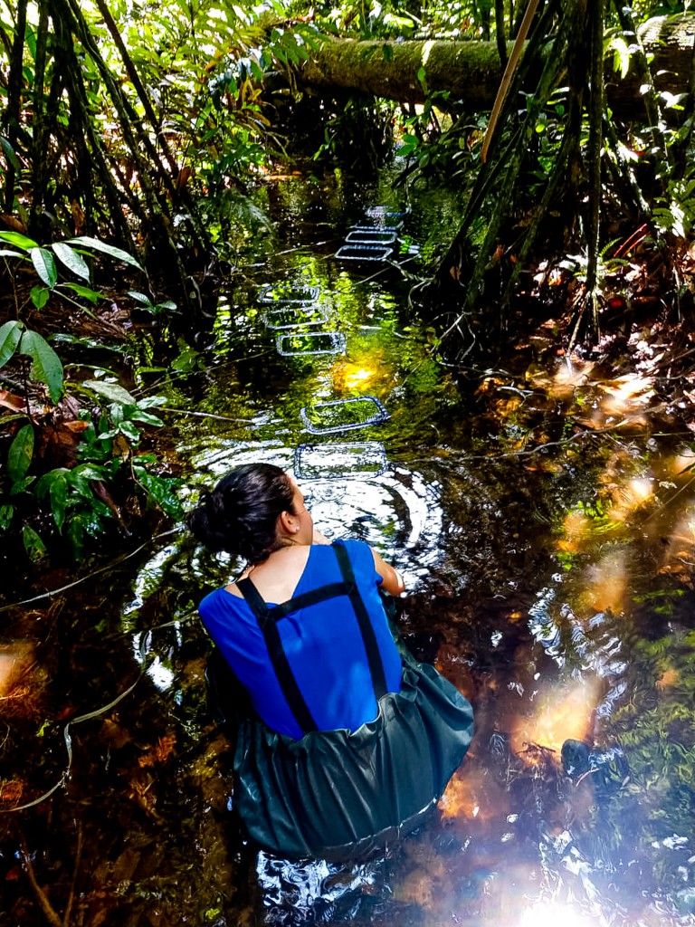 FAPEAM- Pesquisa analisa saúde de peixes e tartarugas em ambientes aquáticos da Amazônia - Fotos Lidia Aguiar da Silva _ (2)