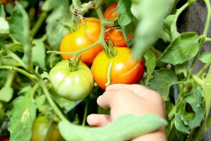 Imagem da notícia - Estudo apoiado pelo Governo do Amazonas avalia riscos ambientais do uso de agrotóxicos na horticultura