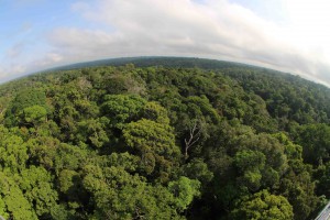 Imagem da notícia - Dia da Terra: Governo do Amazonas investe em pesquisas para a preservação e conservação da Amazônia via Fapeam