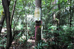 26_04_24_INCT_Madeiras_da_Amazônia_Niro_Higuchi_Fotos_Kevin_Moraes