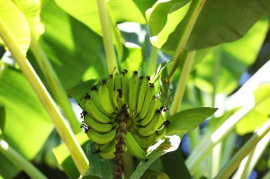 Imagem da notícia - Pesquisa apoiada pelo Governo Amazonas reduz contaminação e aumenta agentes de defesa da banana