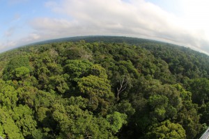 Imagem da notícia - Memórias bioculturais e biodiversidades são destaques em evento nacional apoiado pelo Governo do Amazonas