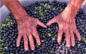 Imagem da notícia - Livro elenca desafios para a bioeconomia inclusiva na Amazônia