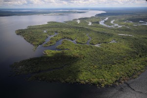 Imagem da notícia - No Dia Mundial do Meio Ambiente, Fapeam destaca pesquisa e ações sobre o tema apoiadas pelo Governo do Amazonas