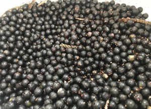 Imagem da notícia - Estudo sobre melhoramento genético do açaí-do-Amazonas, apoiado pelo Governo do Estado, busca maior produtividade e qualidade do fruto