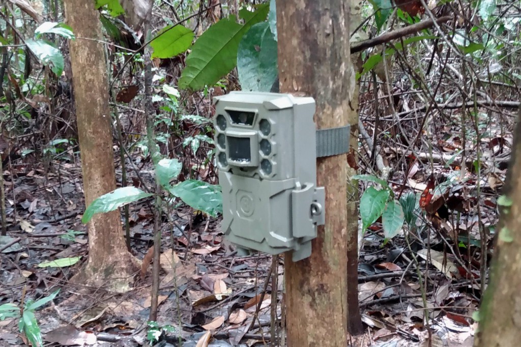 Fapeam Manejo Florestal de Impacto Reduzido em Itacoatiara Fotos acervo da pesquisadora Talita Vieira Braga (2)