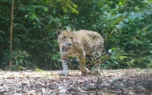 Imagem da notícia - Pesquisa apoiada pelo Governo do Amazonas analisa manejo florestal de impacto reduzido em Itacoatiara