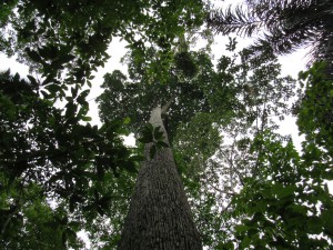 Imagem da notícia - Pesquisa apoiada pelo Governo do Amazonas busca as origens da domesticação de plantas na bacia do alto rio Madeira