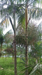 Imagem da notícia - Pesquisa, apoiada pelo Governo do Amazonas, indica informações técnicas e econômicas sobre o cultivo do açaí