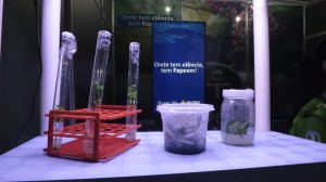 Imagem da notícia - Projeto apoiado pelo Governo do Amazonas alia biotecnologia para inovar na produção de mudas in vitro da Amazônia