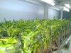 Fapeam-Startup apoiada pelo Governo do Amazonas desenvolve técnica para ampliar produção de mudas de bananas-Fotos- Simone da Silva-Acervo da Pesquisadora
