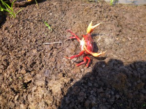 Fapeam- microplásticos em caranguejo vermelho- Foto Gustavo Yomar Hattori