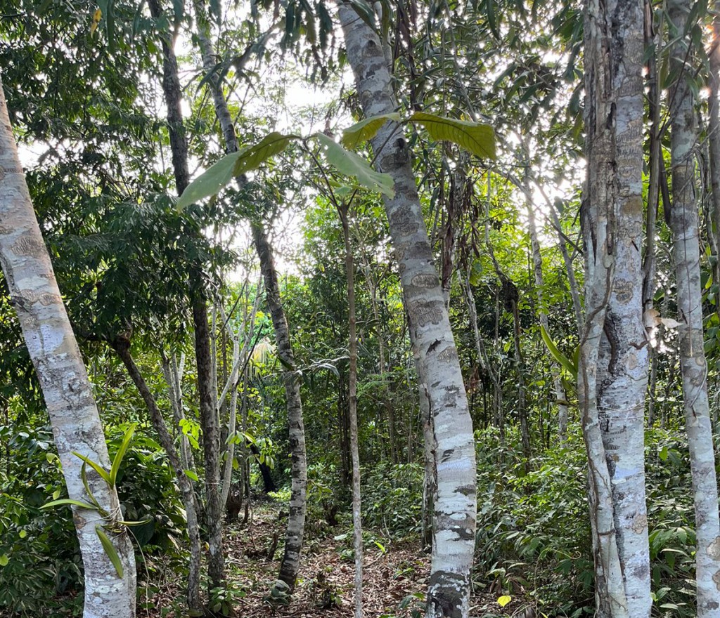 Fapeam projeto Btrace muda de Andiroba Foto Divulgação