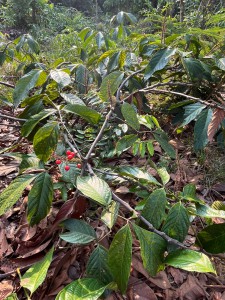 Imagem da notícia - Com apoio do Governo do Amazonas, projeto usa blokchain e sustentabilidade para ajudar agricultores rurais