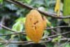 Acervo da Na’kau Chocolate Amazônico_1