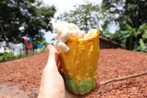 Acervo da Na’kau Chocolate Amazônico_2
