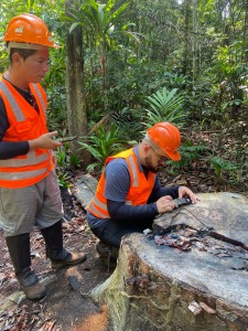 Fapeam- Análise da espécie in loco com a aplicação Woodscan Foto arquivo pessoal da Woodscan