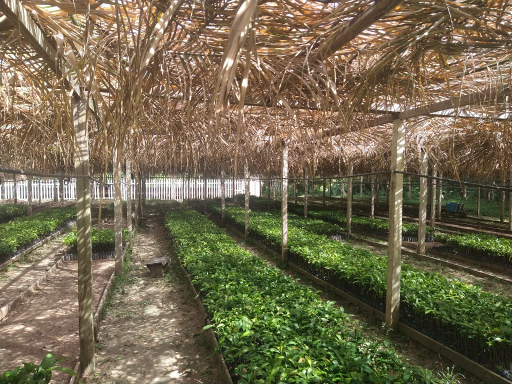  Árvores e mudas em Itacoatiara do porjeto. Foto:Agropecuária Aruanã 